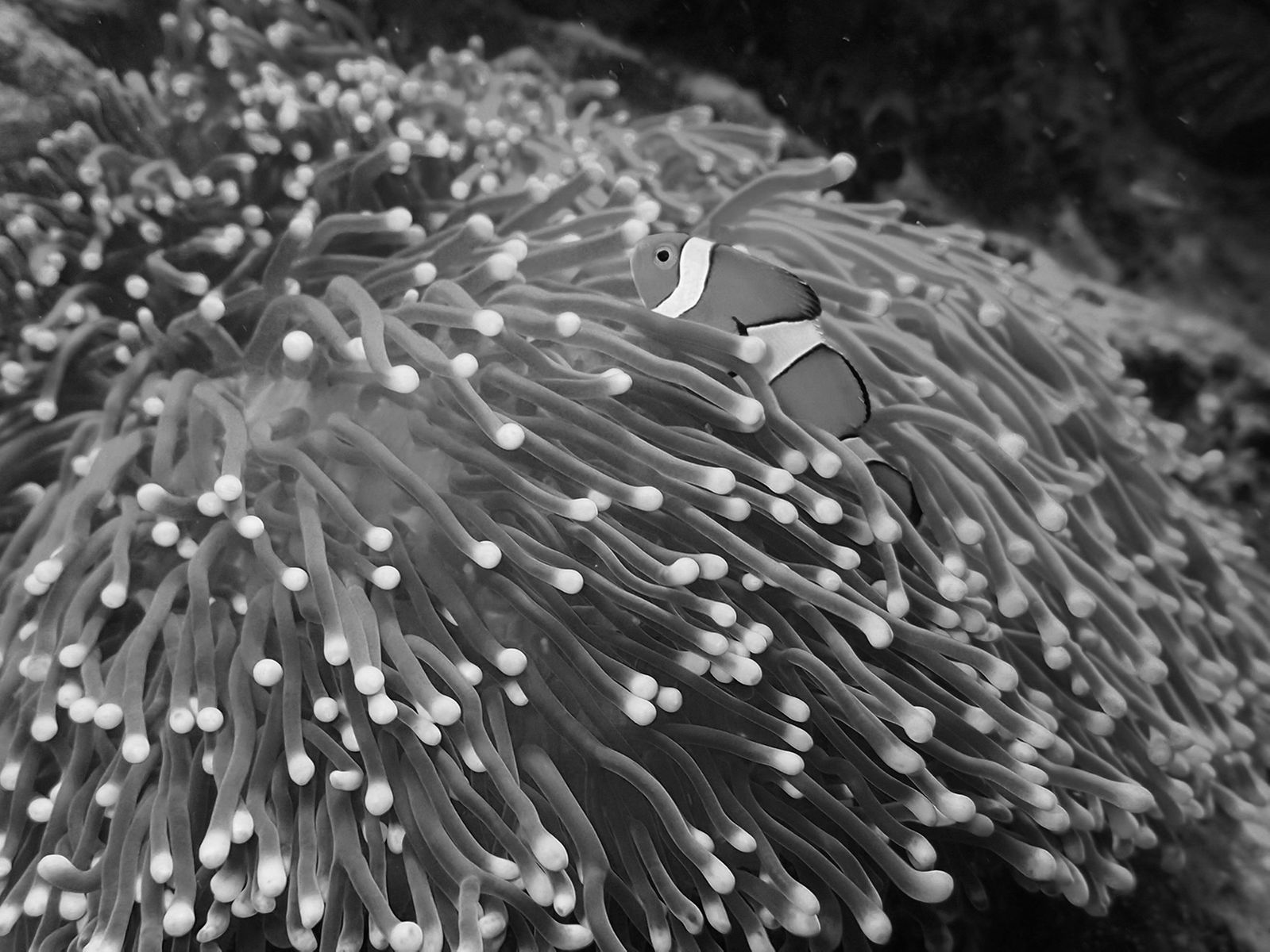 In perfekter Symbiose: Clownfish und Anemone